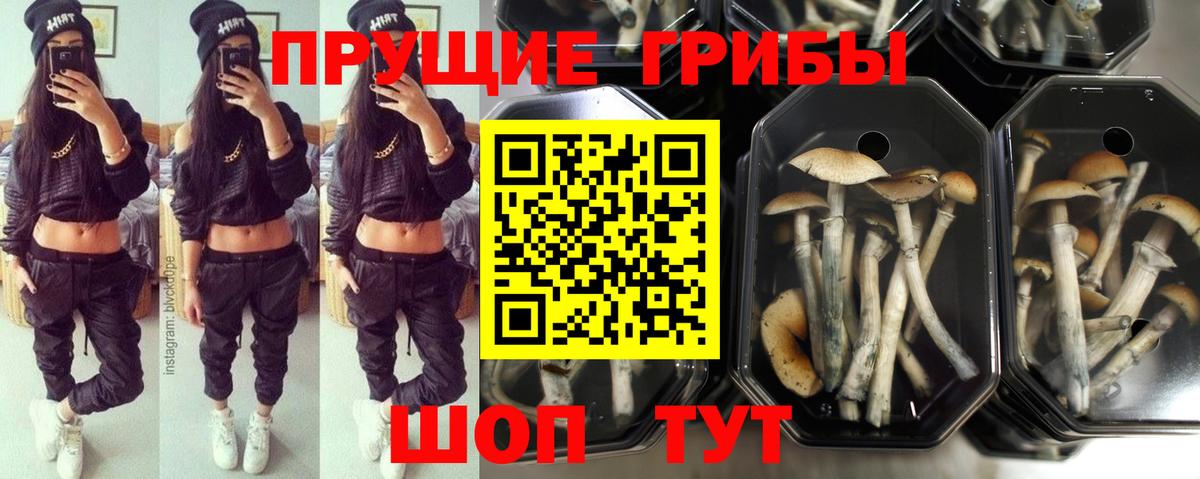 Псилоцибиновые грибы MAGIC MUSHROOMS  Вход с VPN  сколько стоит  Солнечногорск 